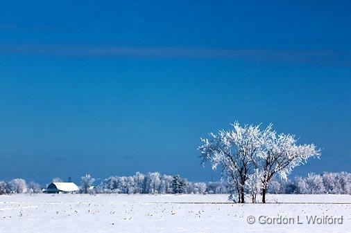 Frosty Trees_13110.jpg - Photographed east of Ottawa, Ontario - the capital of Canada.
